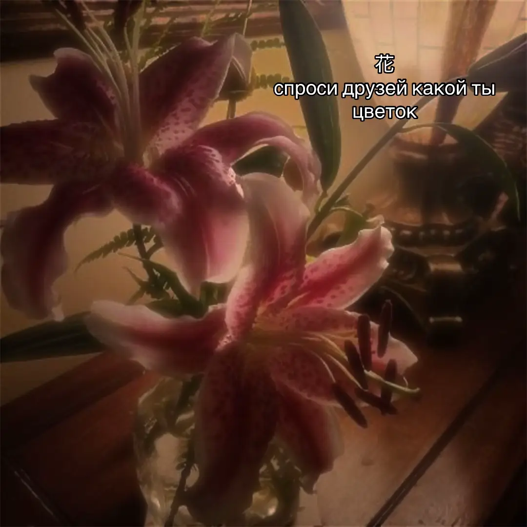 тгк: улицы киото — 安 🍵#japan #quotes #flowers #silence #traditional #aesthetic #vibes #culture #fyp @TikTok 