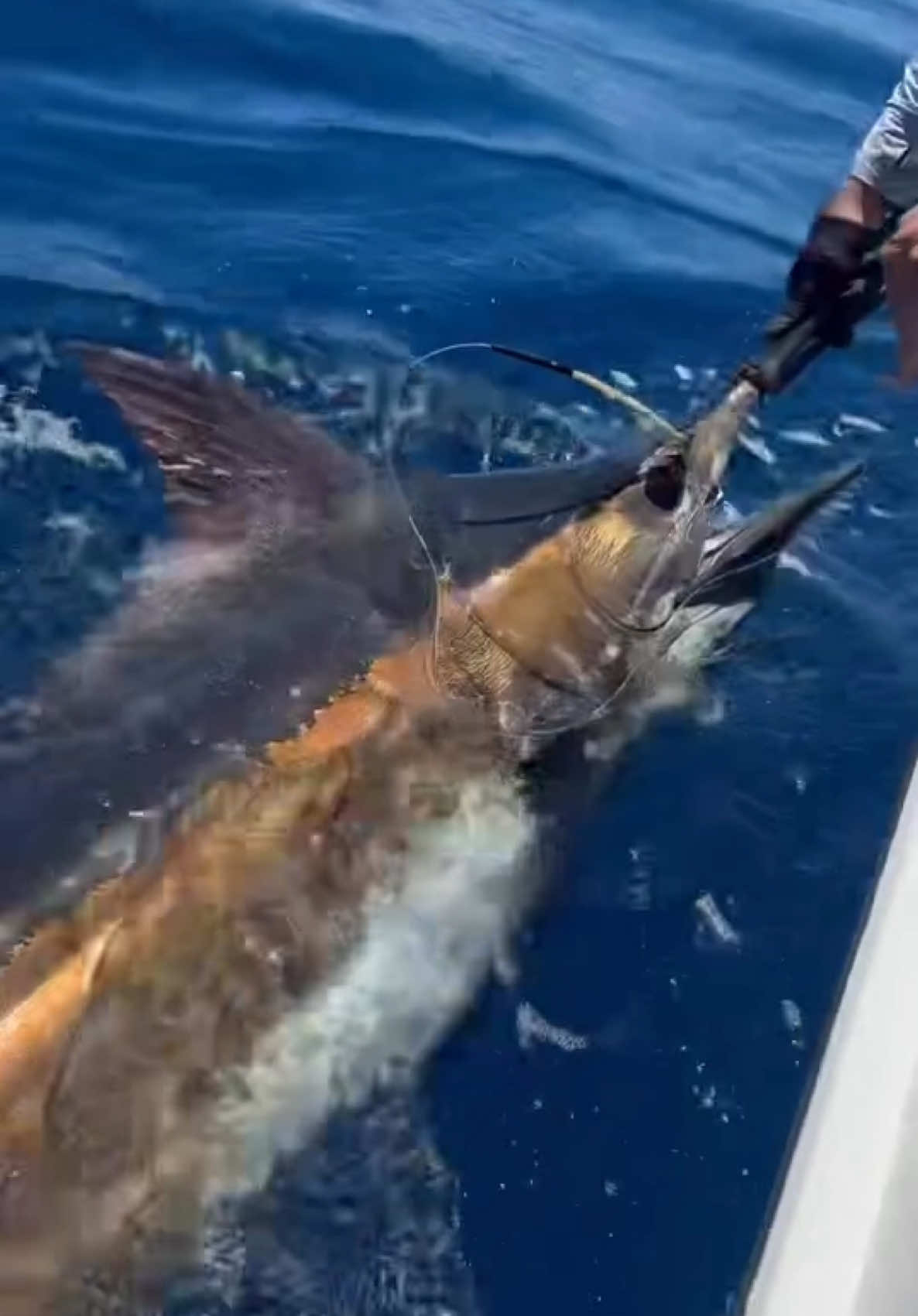 ‘On Friday afternoon tried to organise a crew and everyone had something on or were already fishing on Saturday morning. Couldn’t find a crew a knew it was too good not to send it . Headed out Saturday morning knowing it was a beautiful forecast installed for the morning. Headed wide and set up the spread and caught a nice dolphin fish on the troll . I Was happy to land dinner and set up the spread an continued on my way . Soon after I head the drag screen from the Talica 50 37 kg outfit an knew it would be something solid . Clean the spread harnessed up and started to do battle. The fish didn’t jump on the bite so I wasn’t 100 percent sure it was a blue and within 20 minutes I had it to the boat thrashing its bill through the water. I was excited it was a blue a didn’t call it to be very big . Hahaha I thought it was going to be easy! After an hour and grabbing leader twice this fish had grown and I was struggling to wrangle it . My mate Jack called me to check in on the fight and offered a hand with driving and trying the land this blue. The boys drove over and Jacko swam aboard . Jack was awesome driving the boat and about half an hour later we had the blue Marlin boat side . By far my biggest Marlin and was an epic battle and one I will never forget . With a few pics , a tag and some high fives the blue was released. A solo session I will never forget and could not have done it without Jack and the boys who drove him to the boat 🤙🏼👌🏼✔️🎣 #NAILIT’ @grazza_nail_it  Big Fish, Big Waves, Epic Times! Aclassic!!  #fishing #fish #fishinglife #bluewater #nature  #fishingislife #angler #fisherman #fishingtrip #boat #fishingaddict #bigfish  #saltwaterfishing #fishingdaily #fishon #sea #aclassic #diehard #diehardfisho #fishingaustralia 