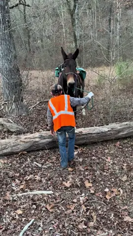 When you’re 4ft 11 riding a 16.1hand mule you gotta improvise the mounting process!!!! 😆🤣😆 @Jesslynn #horselife #trailride #CountryKids #country #horses #mule