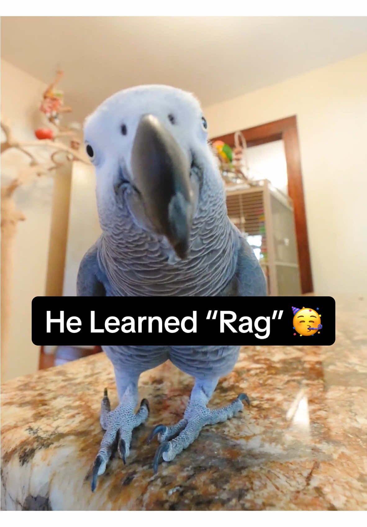 We Learned “Rag” 🥳 #talkingparrot #parrotsoftiktok #africangrey #amazing #learningenglish 