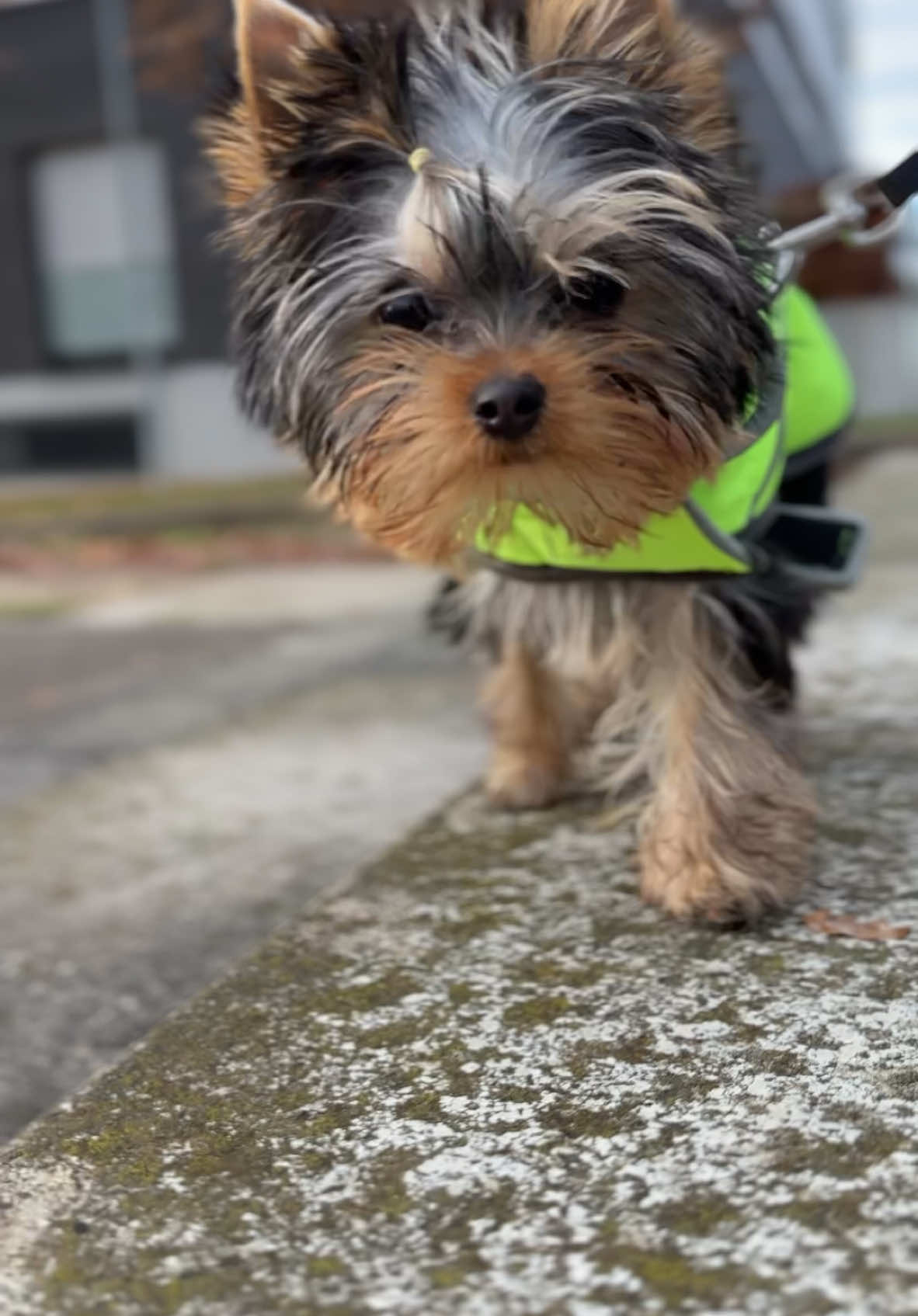 🐾 Gassi-Runde 🌿 Draußen die Welt erkunden, schnüffeln und Abenteuer erleben – einfach das Beste! Jetzt müde, aber glücklich. 🐶💕 #DailyWalk #AdventurePup #DoggyExplorers #FreshAirAndPaws #YorkieAdventures #PuppyLife #DogsOfInstagram #HappyPaws #WalkTimeFun #furbabyadventures 