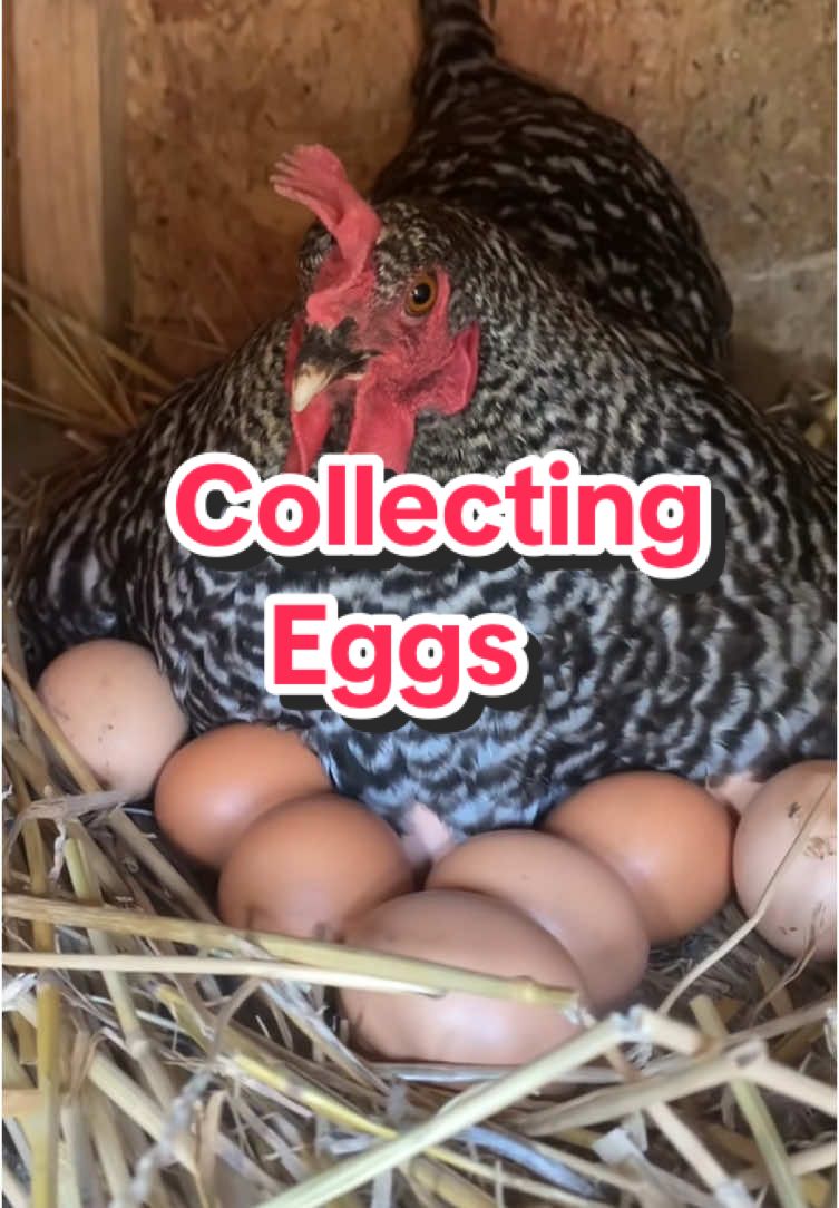 Sometimes collecting eggs can be a struggle🤣🥚🐓  #chickens #eggs #raisingchickens  #chickensoftiktok 