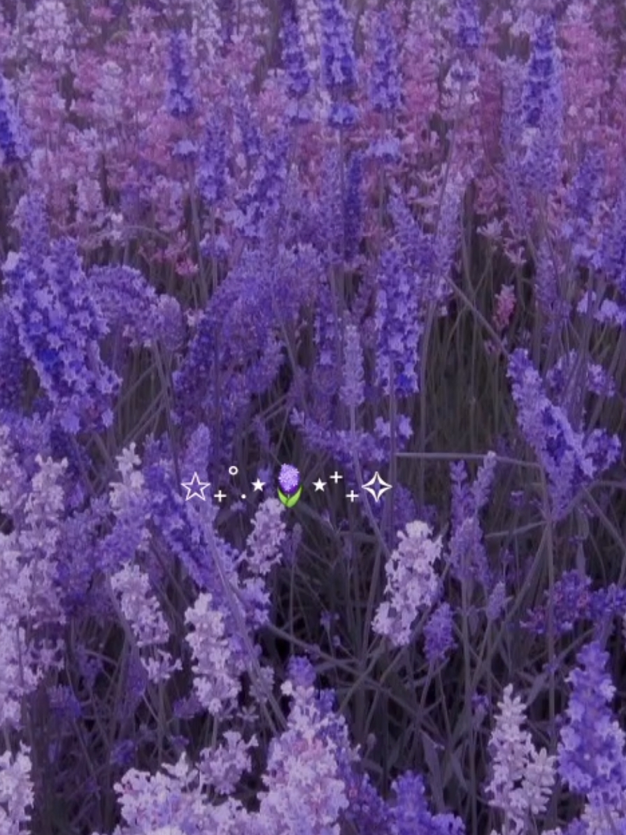 lavenders> . . . ₊ ⊹🪻 ✿ ˚. ᵎᵎ 🫐 . . . /all pictures are taken from Pinterest/ . . . Tags ✩₊˚.⋆ #foryoupage #fypb#lavender #flowers #pinterest #aesthetic #trendingvideo #pinterestaesthetic #purple #beautiful 