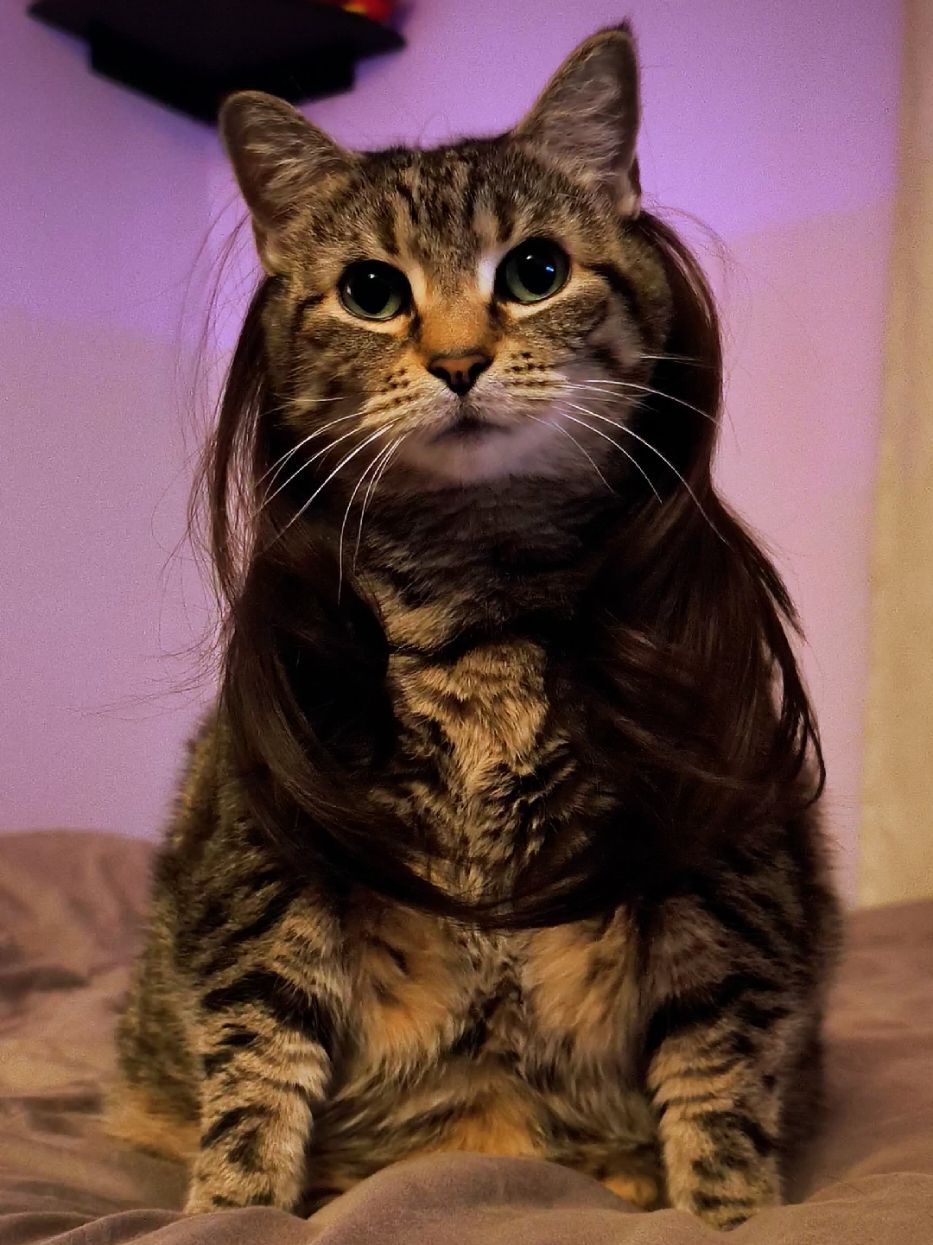 Fashion is Not My Profession. #cat #kira #catsoftiktok #кот #funnycat #seniorcat #wig #kitty #gatto #gato #котик #catvideo #foryourpage #fyp #fashion 