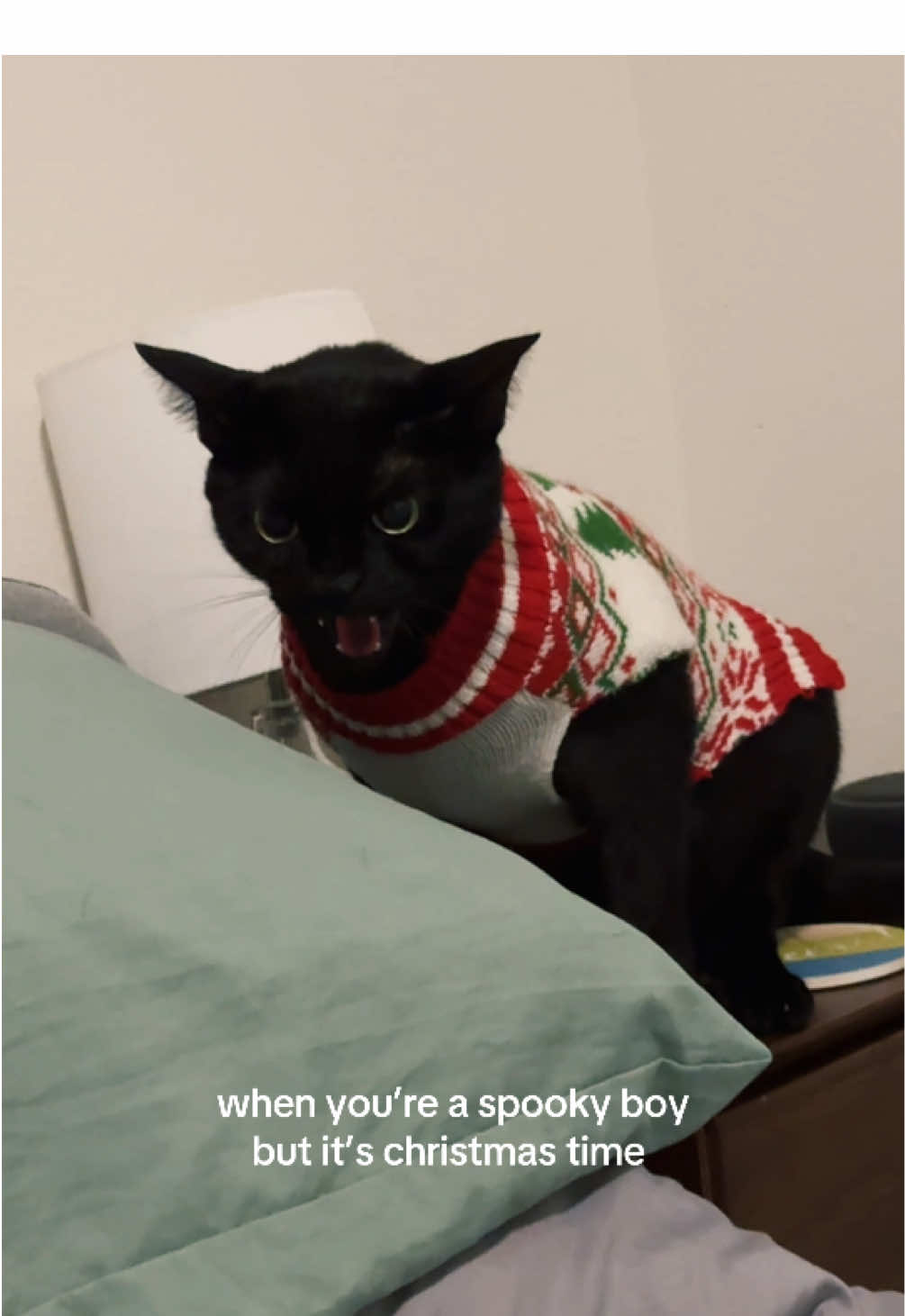 how could you be mad in a christmas sweater 🎅🏻🎄                                                              #blackcatenergy #christmascat #holidaycheer #angrycat #spookycat #funnycatvideo  #catcontent #binxthecat #catsoftiktok 