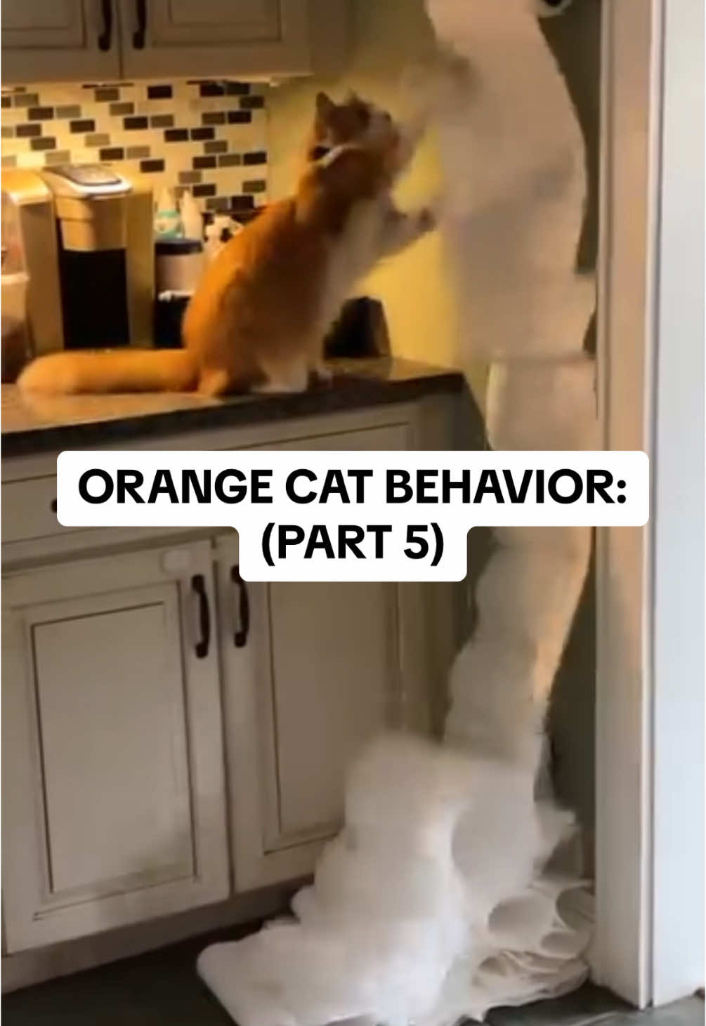 A Funny Compilation Orange Cats Behavior 😂 #funnycat #catsoftiktok #orangecat #catlover #f #foruyou #haha #funnymoments 