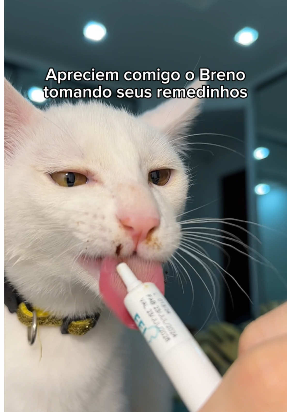 Breninho está ótimo e segue fazendo seu tratamento para ficar 100%!  Gratidão a todos pelas boas energias! 💖 #fypシ゚ #foryoupagе #gatinhosfofos 