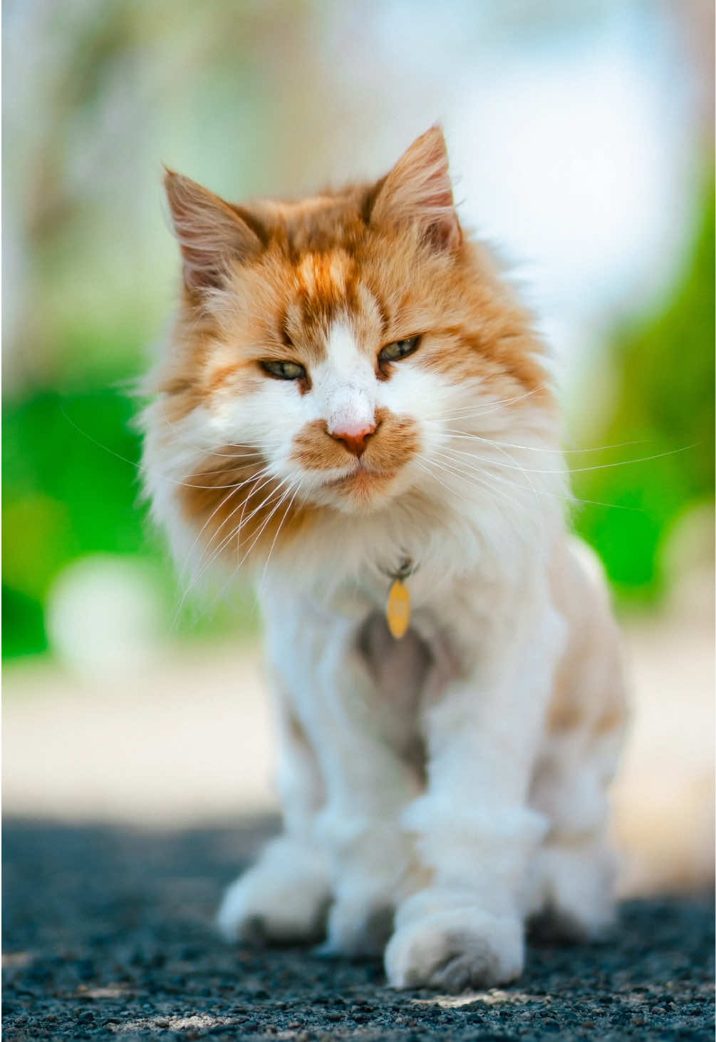 Look what I found 👀 A lot of people have been asking me to take photos of cats.  Unfortunately that’s a little more difficult in Vancouver, since arent many strays, and most people don’t walk their cats 😅 HOWEVER… The other day I was walking near Commercial Drive, and saw this incredibly handsome cat hiding under a car. His name is ‘Cecil’ 😼 I asked if I could take his photo… … and he happily obliged. 😻 #strangerportraits #streetportraits #cats #catportraits #vancouver #streetphotography 