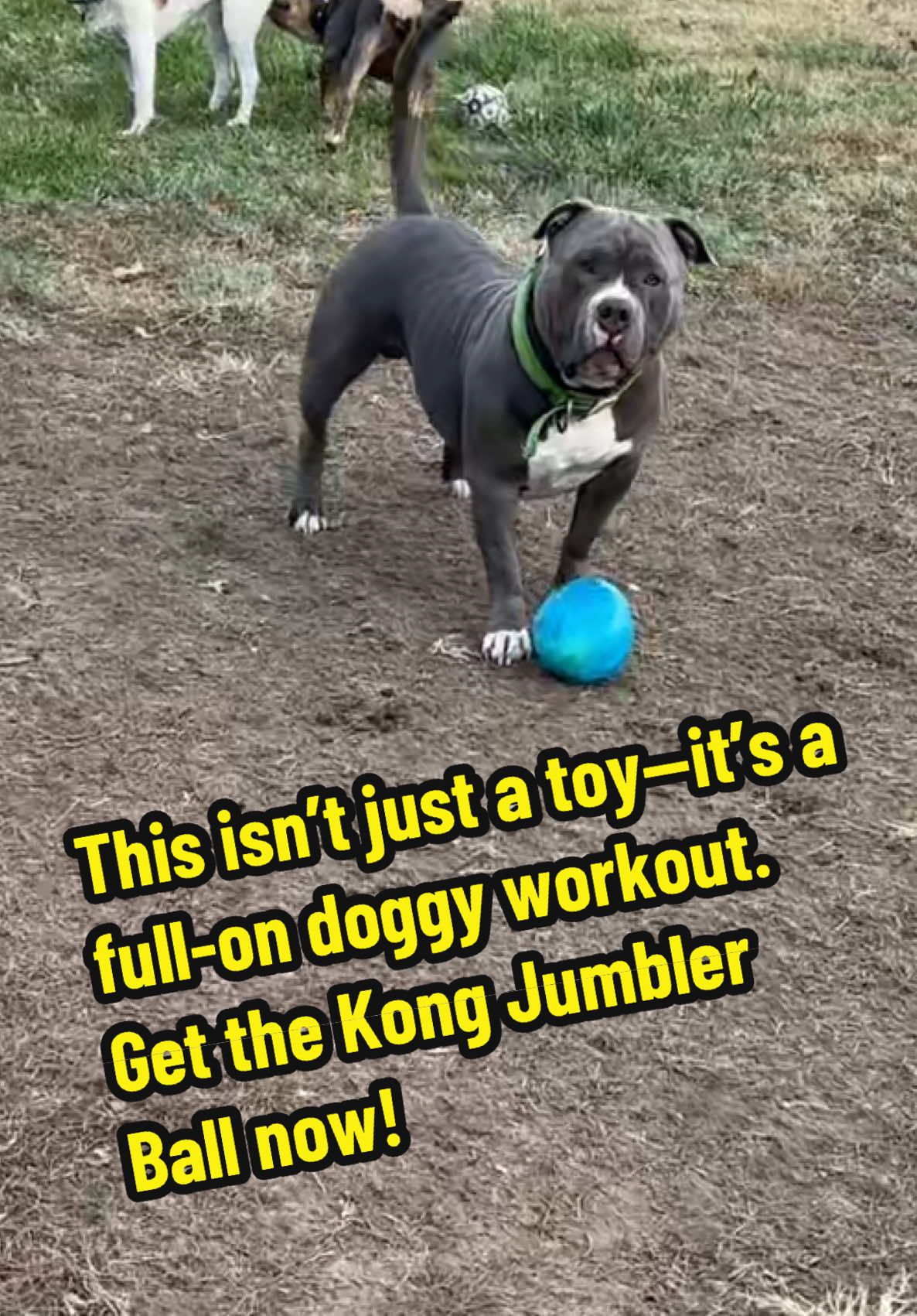 If you think the Kong Jumbler Ball is just a toy, think again! It's a dog’s way of saying, 'Entertain me human, or face the consequences!' 😂🎾 #dogtoys #pawsoftiktok #dogloversoftiktok #playingfetch #kongball #dogmom #dogball #dogadventures #dogplaytime 