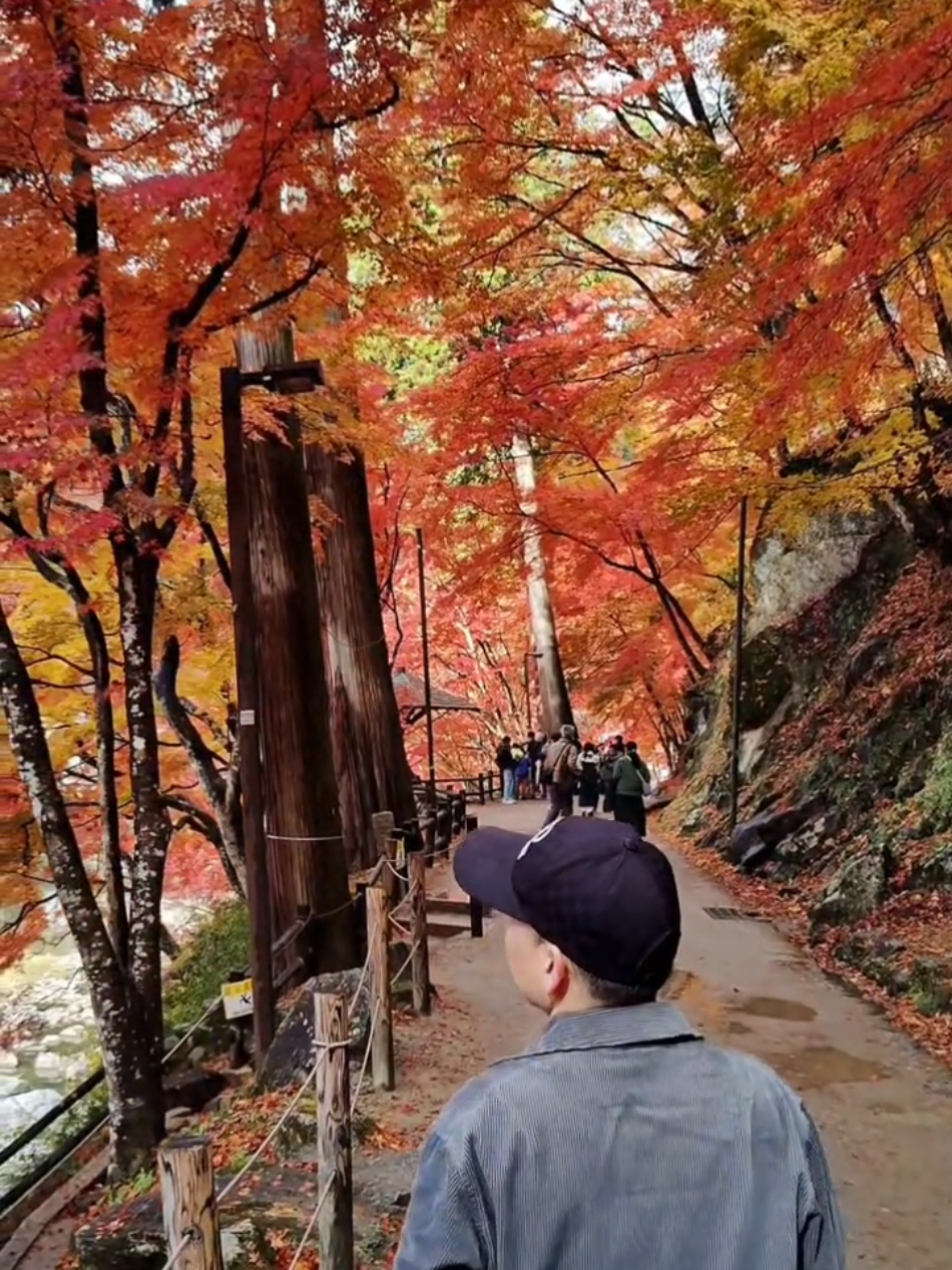 Mùa thu đẹp nhất thế giới. the best autumn in the world. --- Korankei 8/12/2024 toyota #香嵐渓 #korankei🍁🍂 #aichi #japan #autumn #japanautumn 