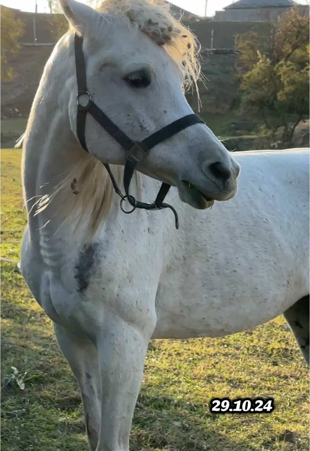 29.10.24 Поехали на прямки домой. #arabianhorse #арабскиелошади #horse #лошади #pferde #табун 