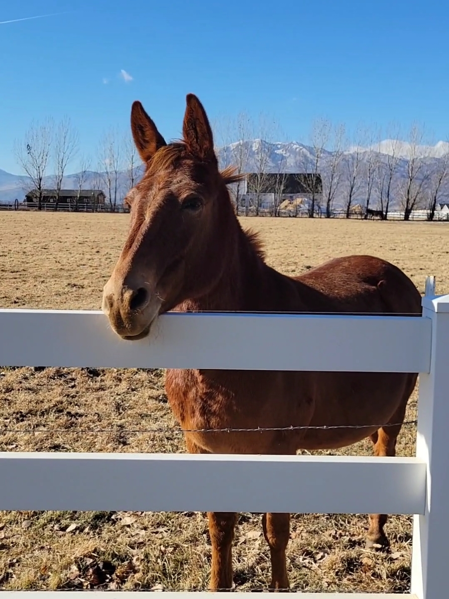 Sunday Funday #farm #horse #horses #Utah #Outdoors #outdooractivities #fyp #foryou #foryoupage #paratii #tiktok #viral #mountains #nature #naturevibes #travel #traveltiktok ##travelphotography 