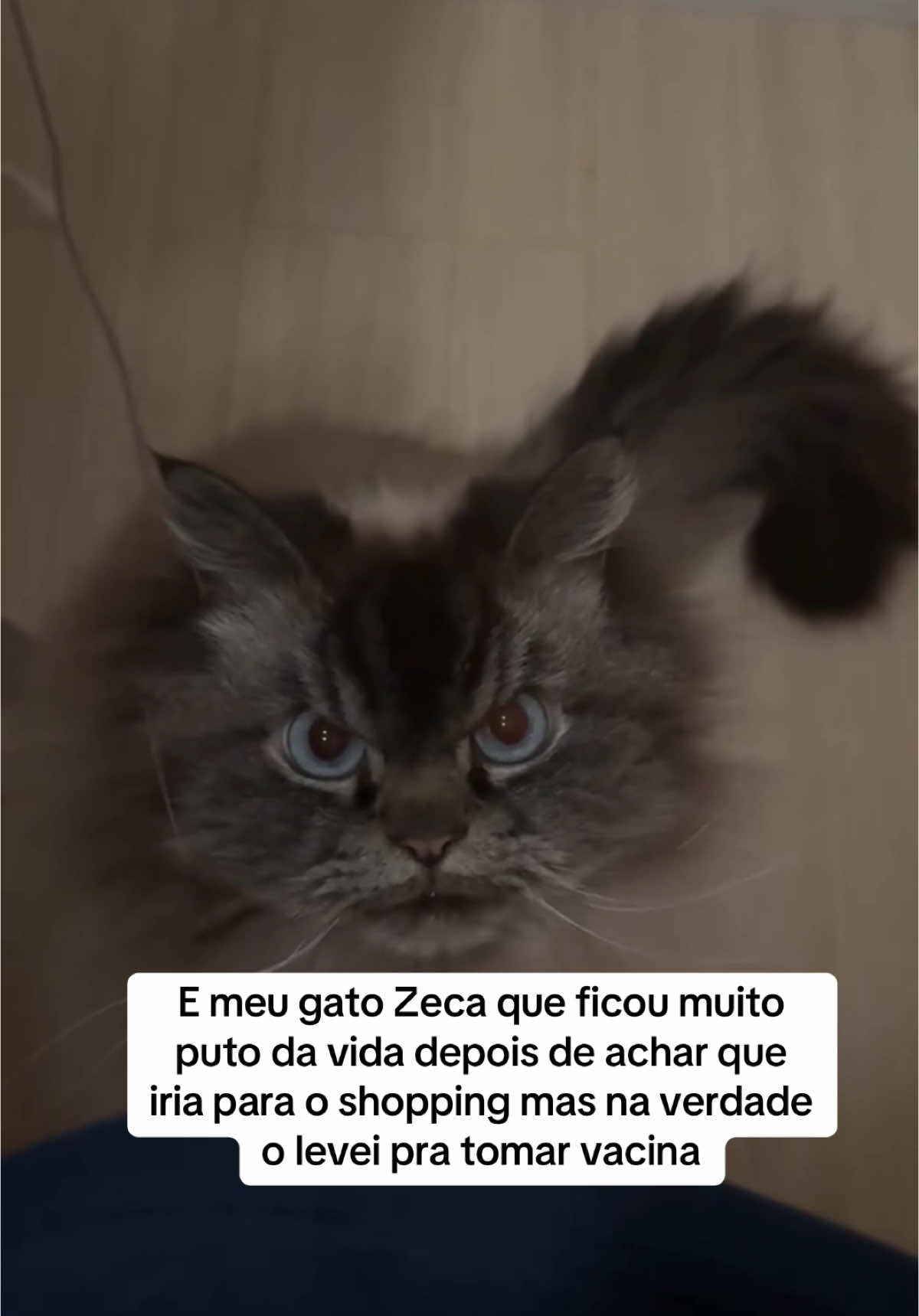 Zequinha nao gostou nao 🤣😡 #gatos #gatosengraçados #gatoslindos #gatosfofos #gatoscuriosos_ #gatostiktok #gatostiktokers #gatosgraciosos #gatosdetiktok 