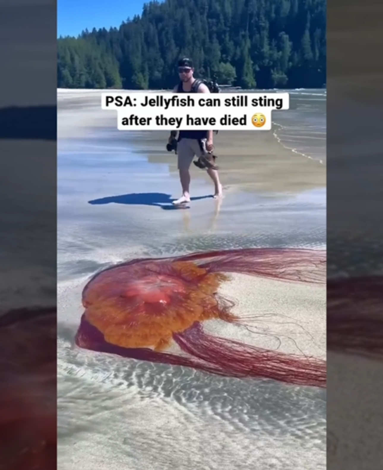 Be careful if you see these jellyfish out in the wild! #animals #nature  