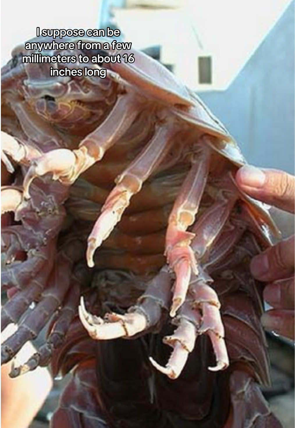 Discovering new sea creatures mut be really fun and probably feels like playing pokemon #isopod #iran #sealife #newspecies 