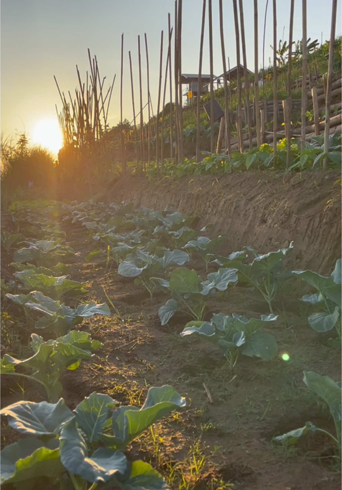 🫧🌤️อรุณสวัสดิ์💦💧🥦🥬#สะออนริมโขง #สวนผักริมโขงกับอากาศหนาวๆ #ผักปลอดสาร #สวนผักแม่คำตัน #ริมโขง #บ้านพันลํา #บึงกาฬ 