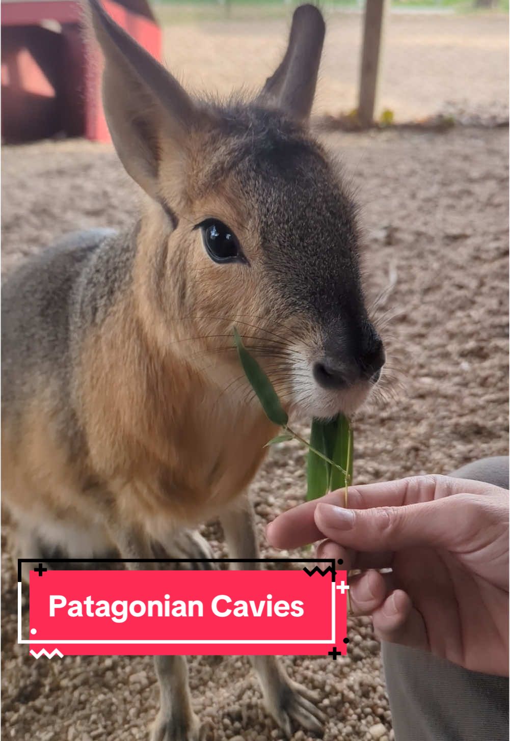 Meet Keeper Taylors favorite animal, our Patagonian Cavies!! Did you know theyre the fourth largest rodent in the world??  #cavy #patagoniancavy #patagonianmara #zookeeper #tanganyika #wildlydifferent