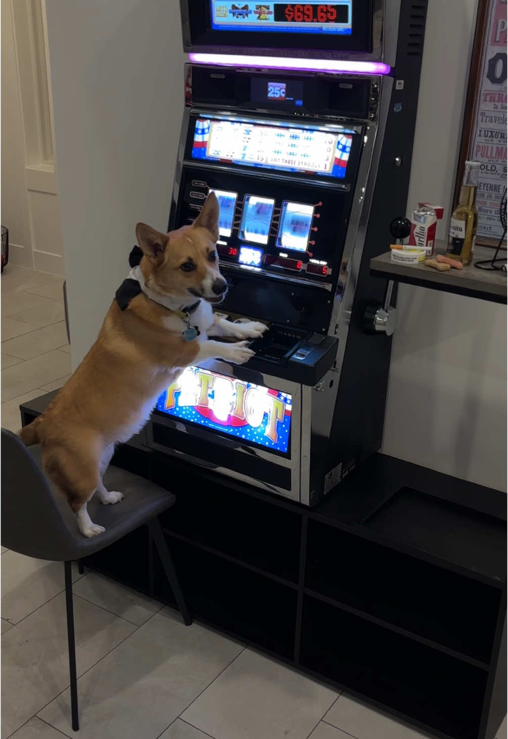 Rusty found out 99% of gamblers quit right before they win big so he upgraded his set up #gambling #corgi #slotmachine #gamblingaddcition 