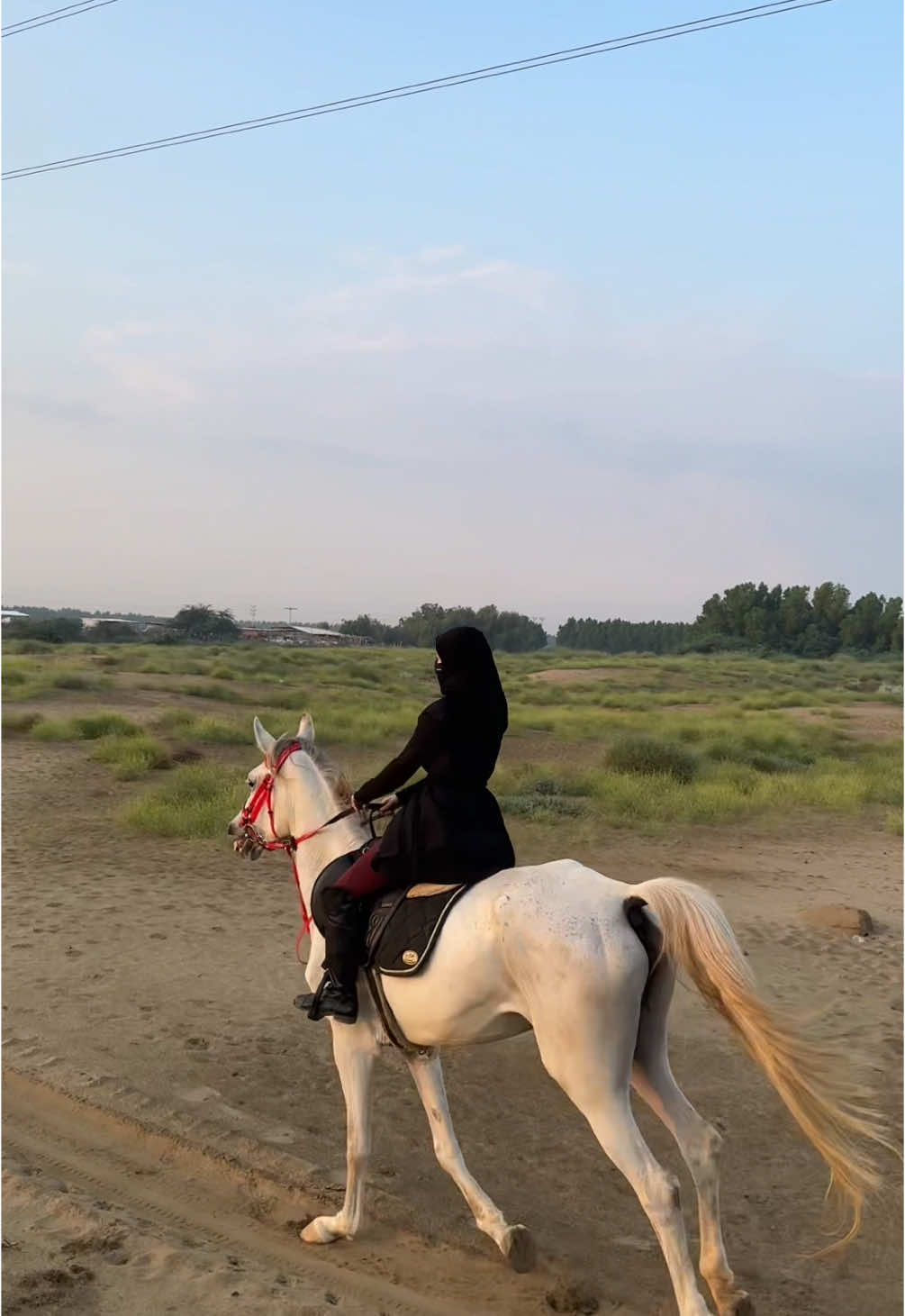 ):❤️ #خيل_وخياله🐎 #explore #horse 