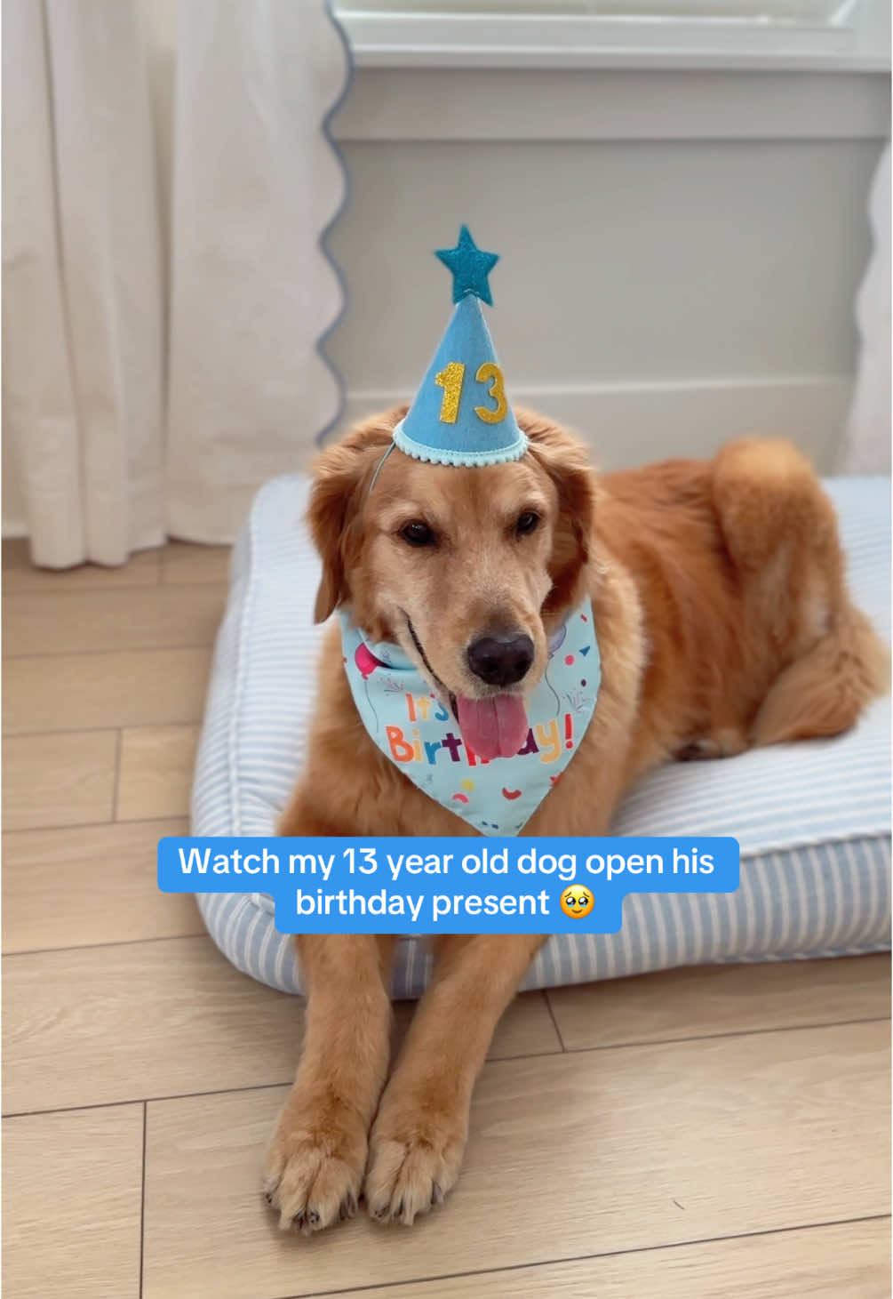 A memory I never want to forget 💙 #dogbirthday #goldenretriever #goldenretrieverlife 