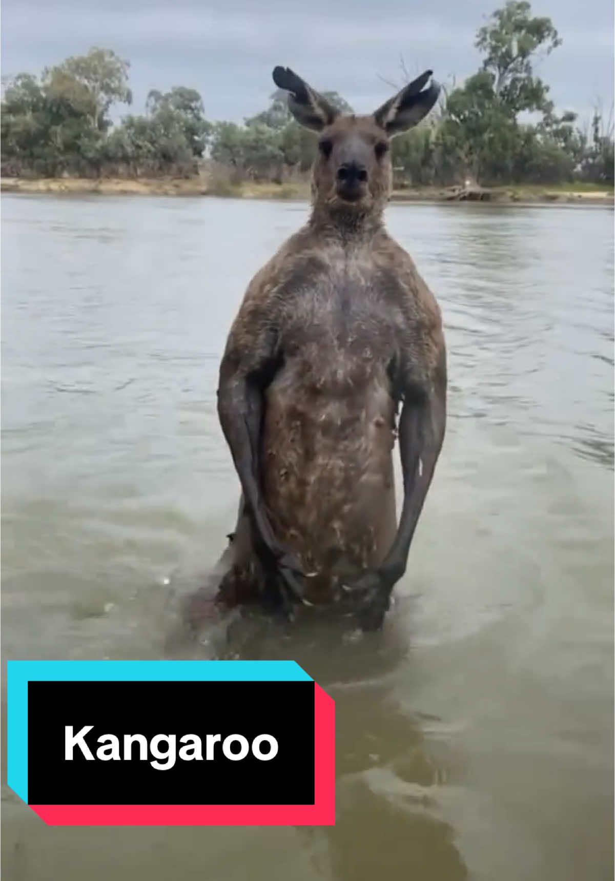 Would you save your dog from a kangaroo? #kangaroo #boxing🥊 #fyp 