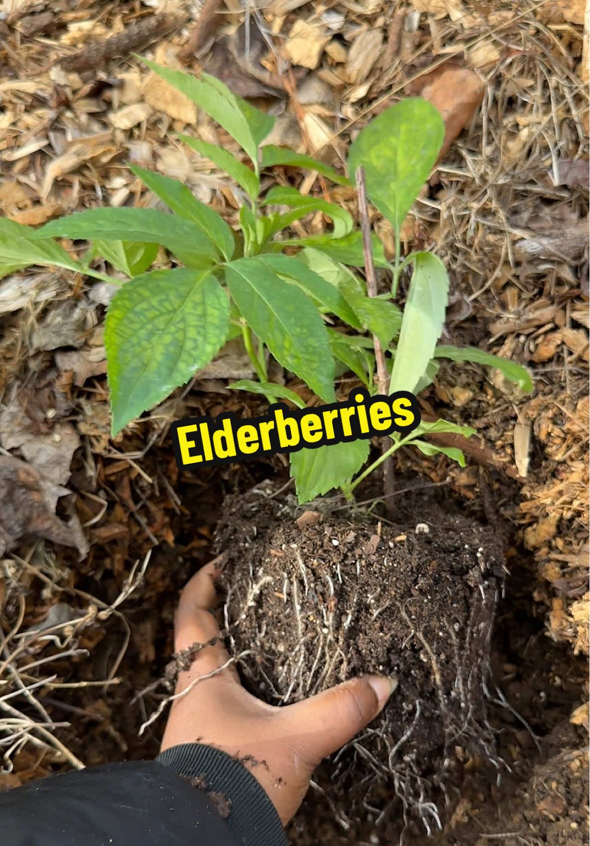 Are you growing elderberries? what variety of elderberries are you growing? This is the time of year that we install elderberries. We install all of our trees in the fall because there is less pressure from the elements. The biggest issue we have with elderberries is deer so we are working through how we plan to protect our elderberry plants this season.