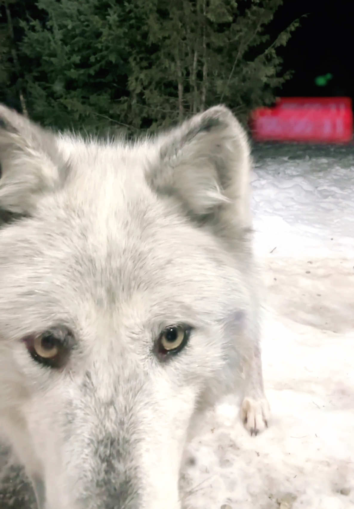 Imagine i left the back door open #wolf #wolfcabin #wildlife 