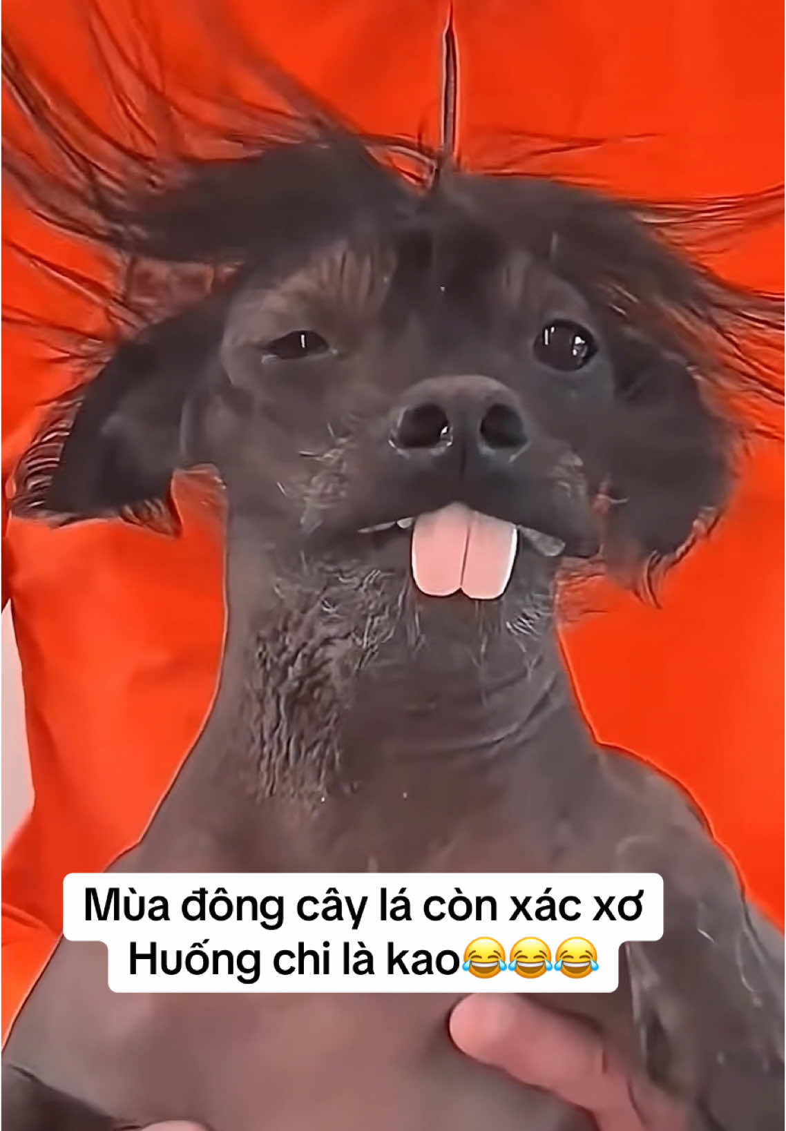 Tại thời tiết thôi chứ bt cũng đẹp lắm😂😂 #sugiacuatiengcuoi #funny #funnyvideos #dogs #dogfunny #xuhuong 