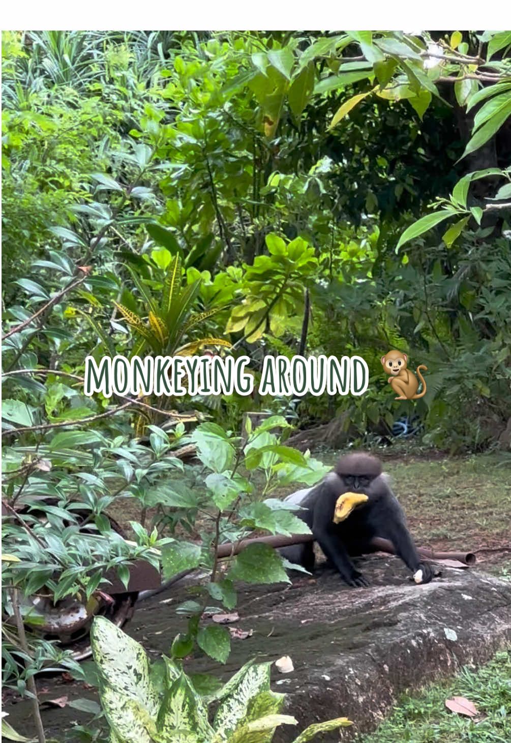 Watching monkeys in the wild will never get old! ☺️🐵🍌 . . . . . #srilanka #srilankan #srilankatiktok #srilankatiktok🇱🇰 #srilankan_tik_tok🇱🇰 #srilankatravel #travel #explore #monkey #nature #wild 