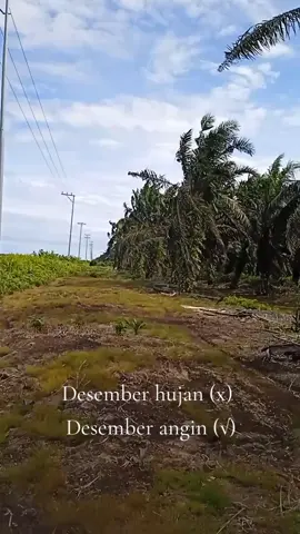 angin Juni berhembus di desember#jangkauanluastiktok #balepulang2 #desember #kebunsawit #lagutimur #menyalaabangkuh🔥