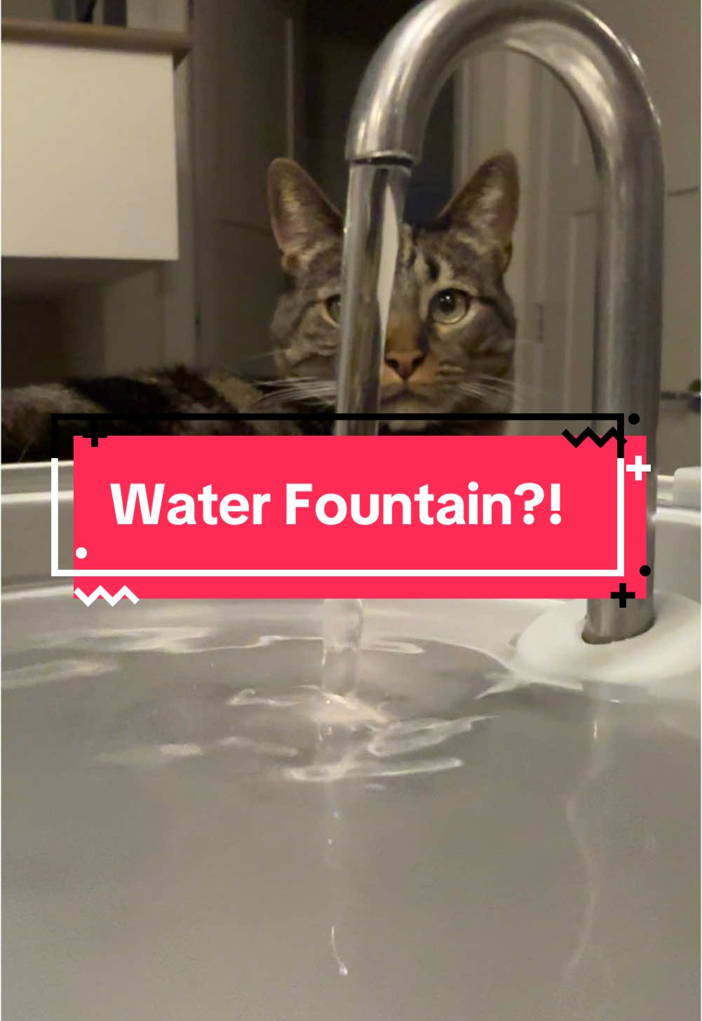 WARNING: if your cats still drink from still bowls stop scrolling now 😭 thanks so much for supporting the kitties by checking out the water fountain 🥹 #cats #catvideo #catlove #catwaterfountain 