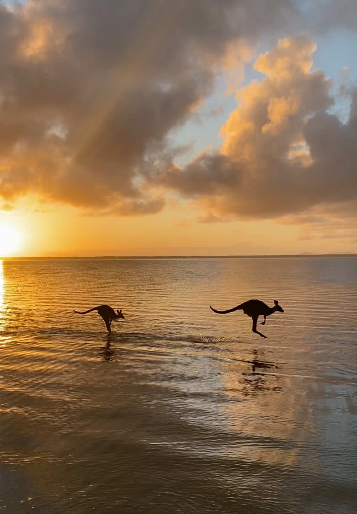 Waking up at 4am to see wild kangaroos at sunrise in noosa 🫶🧡🦘 #habitatnoosa #noosaheads #noosa #australia🇦🇺 #kangaroo #travel #traveltiktok #fyp #whvaustralia #whv #australia #backpacking #traveltiktok #travel #eastcoast #queensland #sunrise @Eloise @India Race 