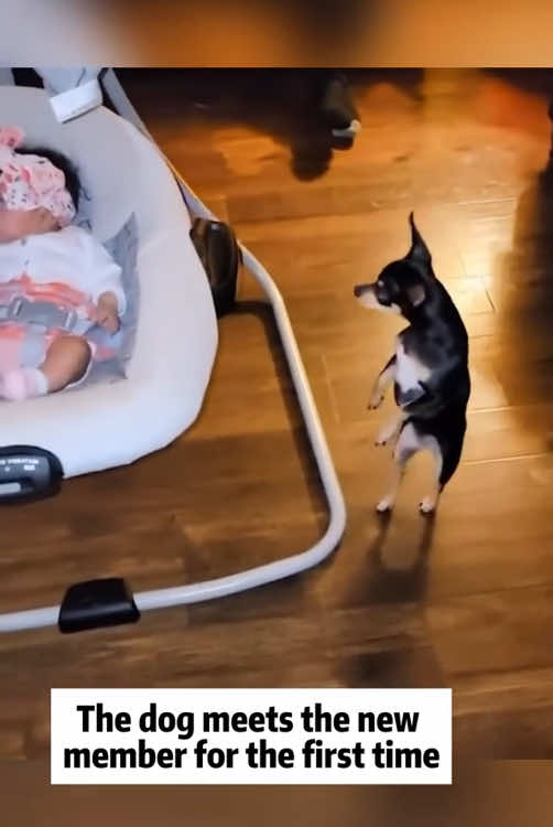 When my dog met my baby for the first time#pet #fpyシ #tik_tok #fo #tik #dog 