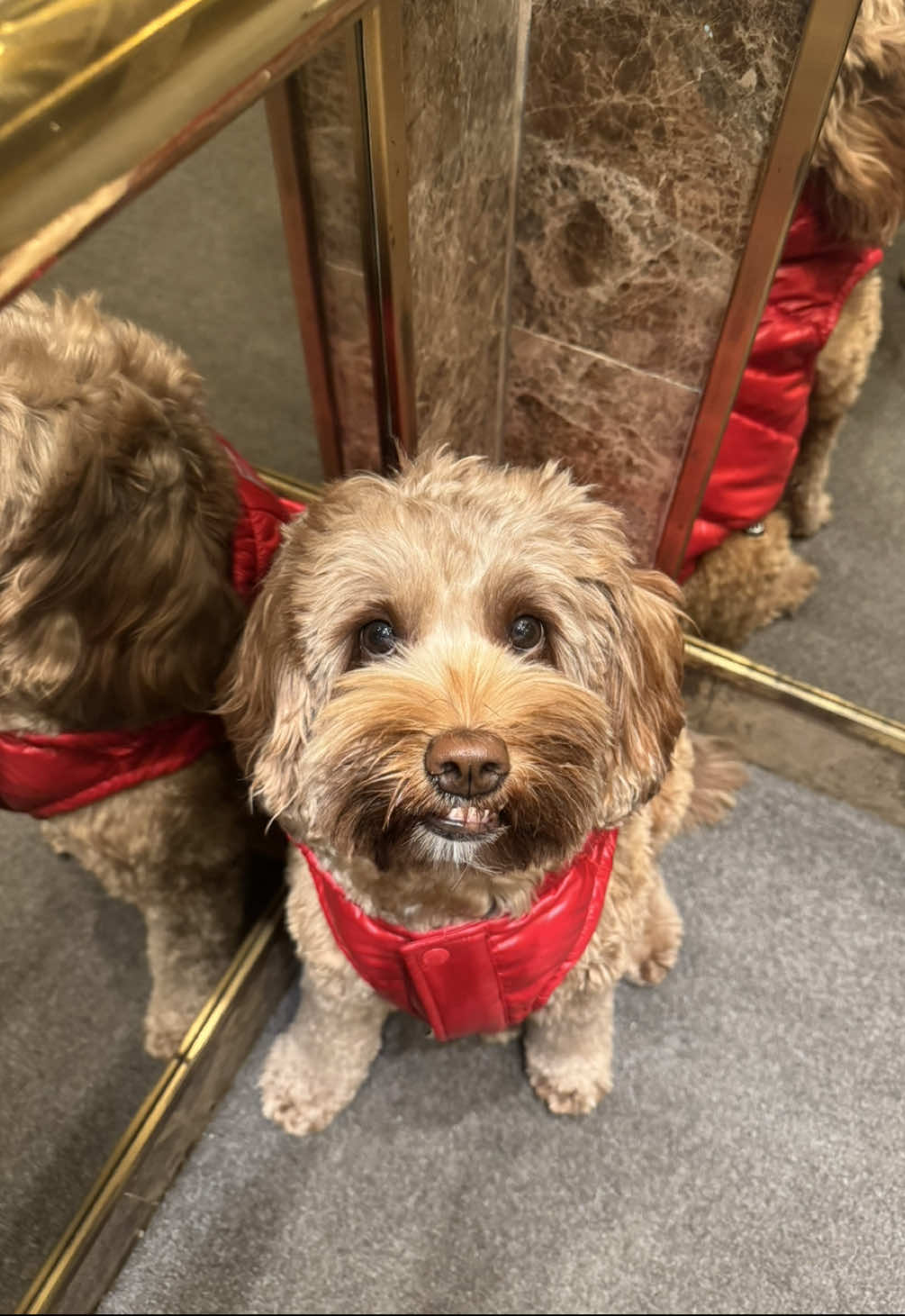 i love sleeping 🥱  #canadapooch #superruffpuff #aritzia #homesense #jinglesandjoy #dogcostume #dogtok #puppytok #labradoodle #fyp #doodle #puppiesoftiktok #CapCut   