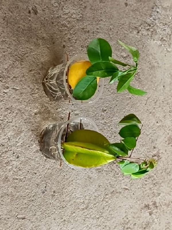 Grow lemon tree and carambola tree by unique way #lemon #plants #carambola #1millionviews #fyp #PlantCare  #IndoorPlants   #GreenLiving  #PlantLover  #PlantAddict   #Gardening  #HousePlants   #PlantCommunity #PlantParent   #UrbanJungle   #PlantGoals   #GardenInspiration   #PlantsMakePeopleHappy  #NatureLovers   #PlantTherapy #GreenThumb   #PlantCollection  #natureathome   #HomeGarden  #PlantStyling   #LeafLover   #PlantLife  #PlantOfTheDay   #GrowYourOwn #Botanical   #PlantObsessed  #PlantGang  #Succulents #GreenHome   #PlantDecor   #PlantInspiration  #PlantFam  #HousePlantClub  #IndoorJungle  #PlantFriends  #HappyPlants   #PlantPower   #GardeningLife   #GoGreen   #FreshPlants  #PlantPerfection  #PlantVibes  #FlowerPower   #EcoFriendly  #PlantDaily   #HousePlantHome   #NatureGram   #PlantGoals   #HomeGreenery   #PlantLove #unitedkingdom 