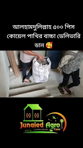 আলহামদুলিল্লাহ আজকে আমাদের ১৫০০ বাচ্চা বের হলো তার মধ্যে ৫০০ এক বাইরে দিয়ে দিলাম কুমিল্লা থেকে আসছে  ভাইয়ের জন্য সবাই দোয়া করবেন  #_Junaied_Agro_farm_ #onthisday #fypdongggggggg #vaiprofycaramba #100kviews #fyppppppppppppppppppppppp #mashallah😍😍😍😍😍 @_Junaied_Agro_farm_ 