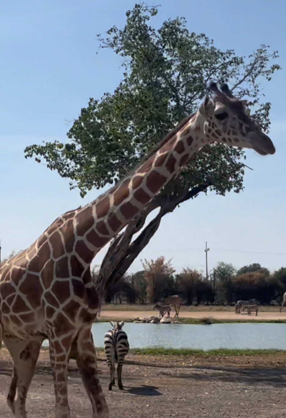 chasing the thrill 🦓🦒  #safarikanchanaburi #wildanimals #thailand🇹🇭 #foryou #viral 