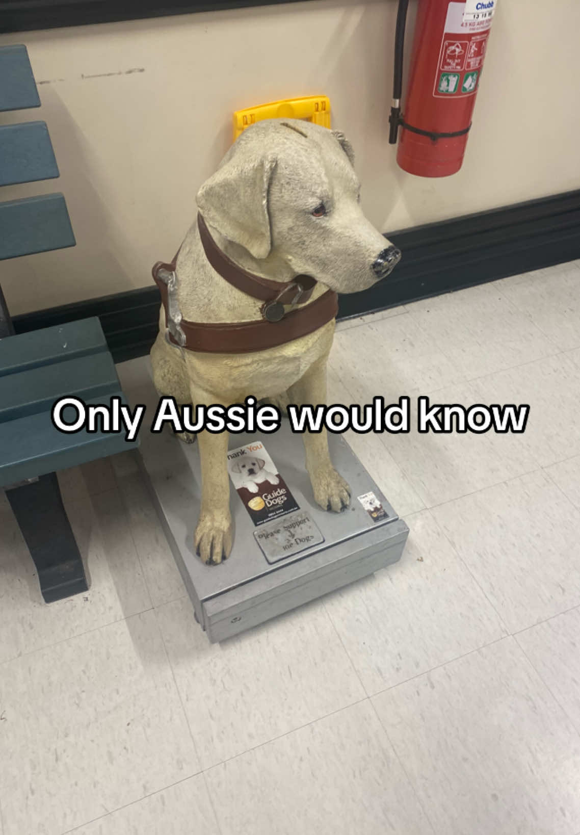 #australia #dog #aussie @Australia 