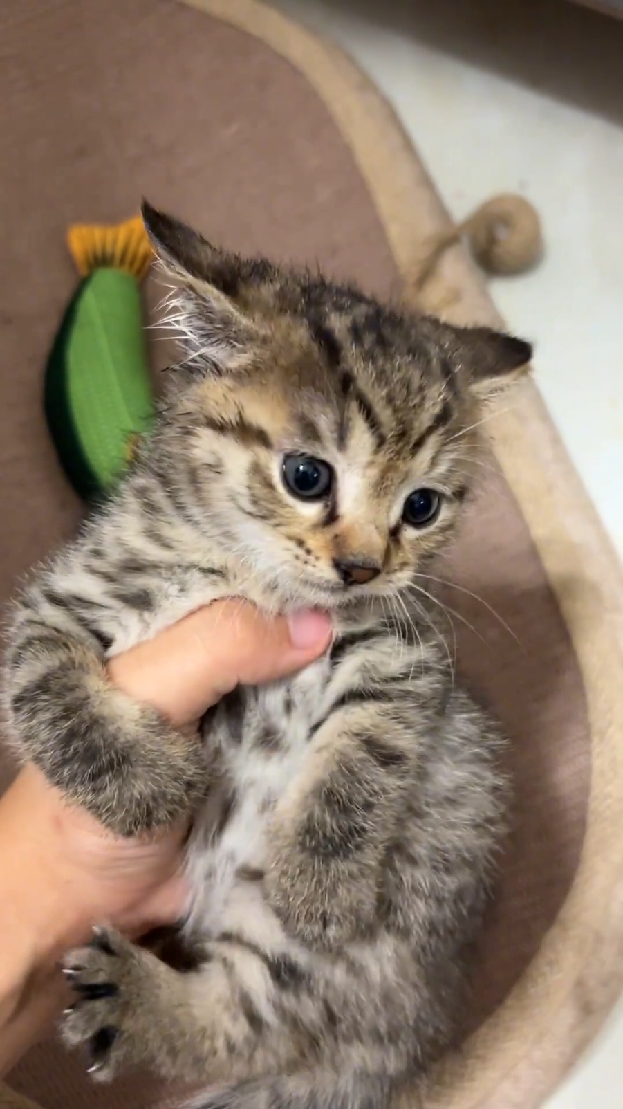 Actually, he's a little tiger🤔🐈#cutecat #catlover #Kitty #meow #kucing #catsoftiktok #baby #funny #fyp 