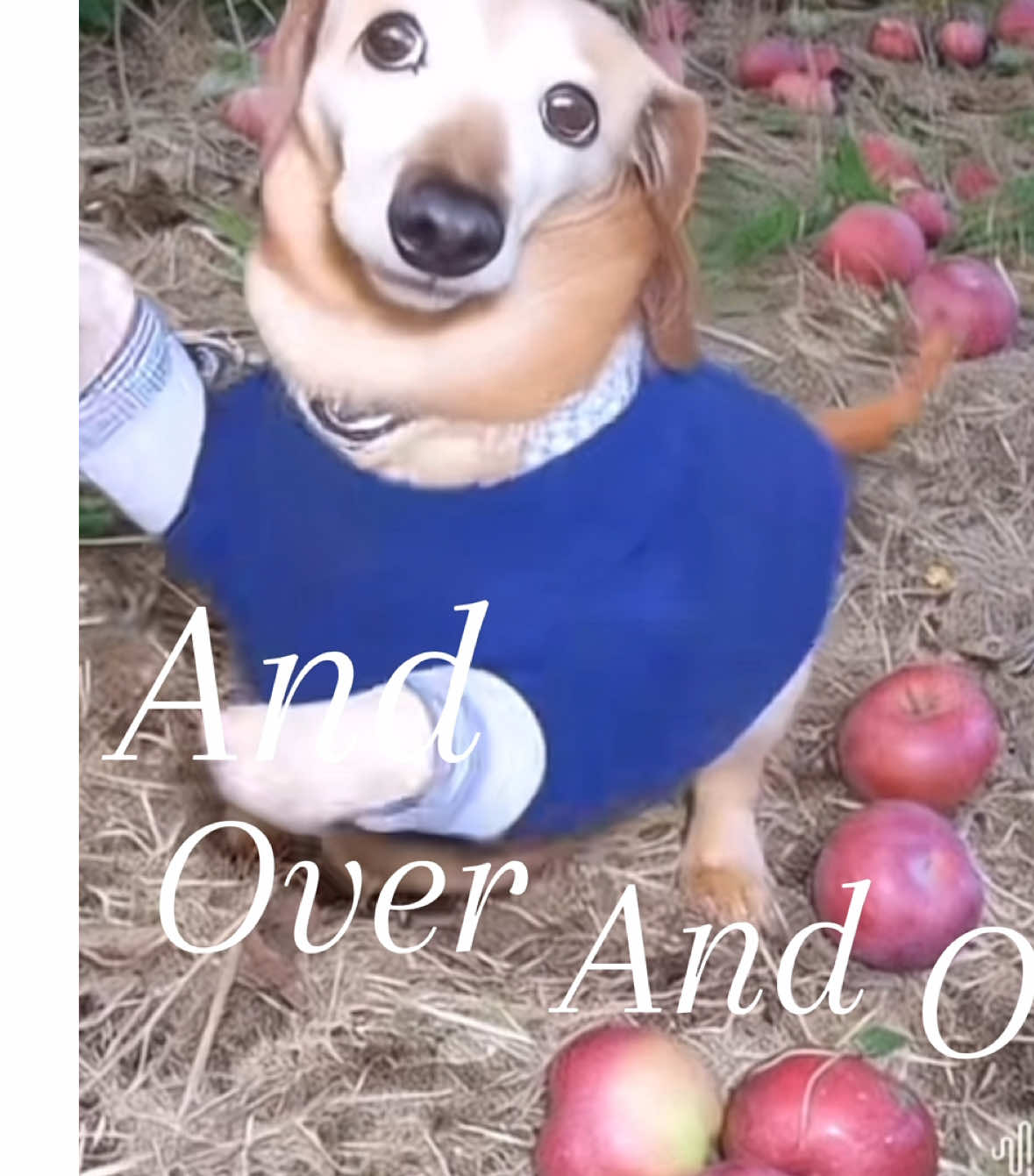 Apple dog core #appledog #foryoupage #fyp #tiktoker #tiktok #meme #edit #song #tiktokpartner #song #apple #dog #trending 