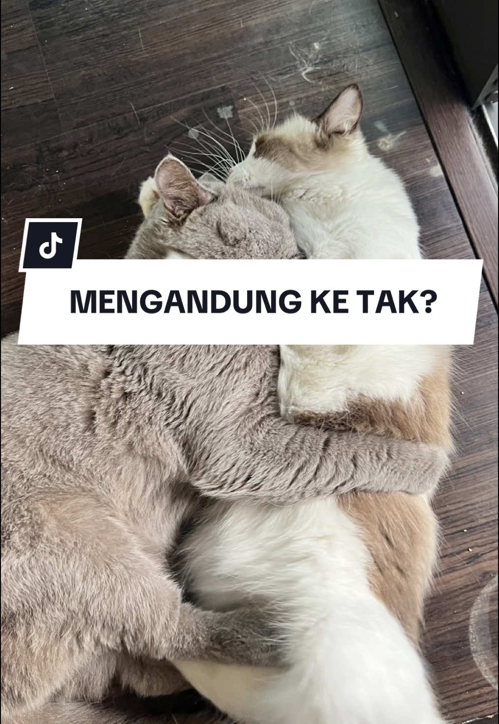 Si Carry ni telur pun takde tapi napesu serakah ada 🥹 Tak memgandung la kot si Cimosh tu kan kan kan #mating #mycats #catsoftiktok 