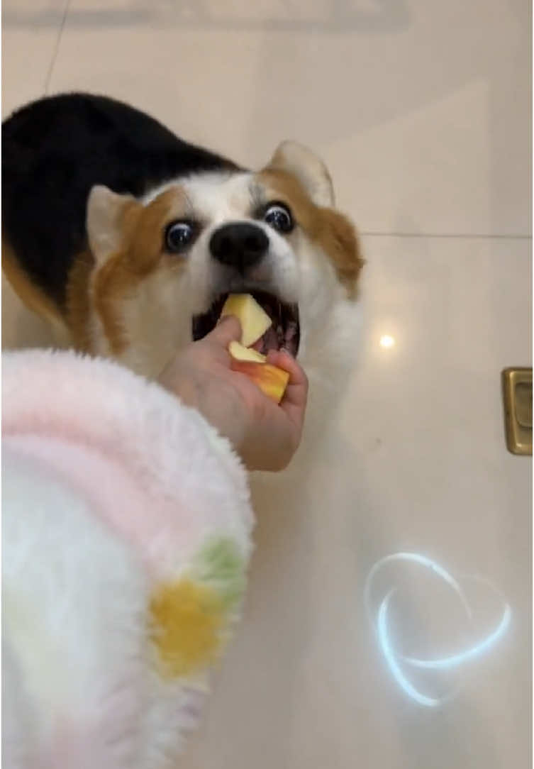 Zô coi giám đốc chia táo =)) #honhacho #chúchódễthương #petcute #cúnconđángyêu #dogsvideoontiktok #cutedogsontiktok #dogscute #corgidog #corgisoftiktok #corgi #cúnyêu #doglover #pet #pets #petlover #dog #dogsoftiktok  #viral #fyp #fypシ #xuhuong #chamsocthucung 