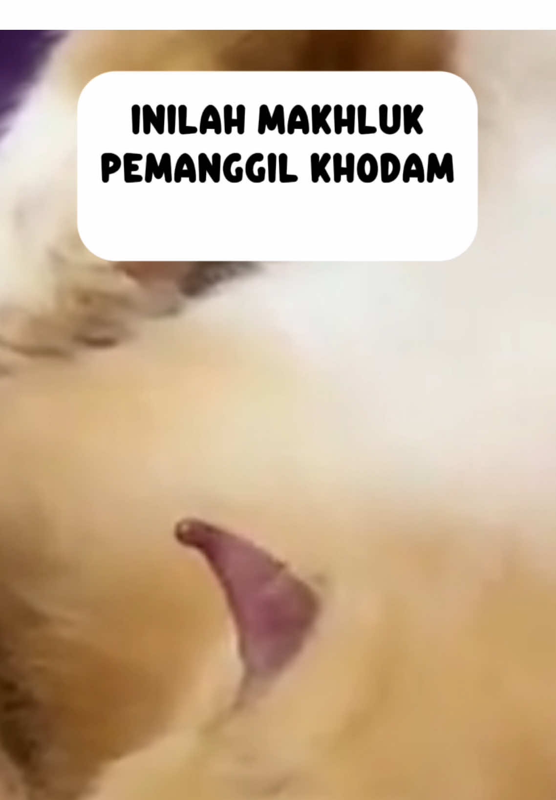 Siapa yang mau dibaca khodam nya???#catlover #fyp #SiapaSangka #oyen #khodampendamping 