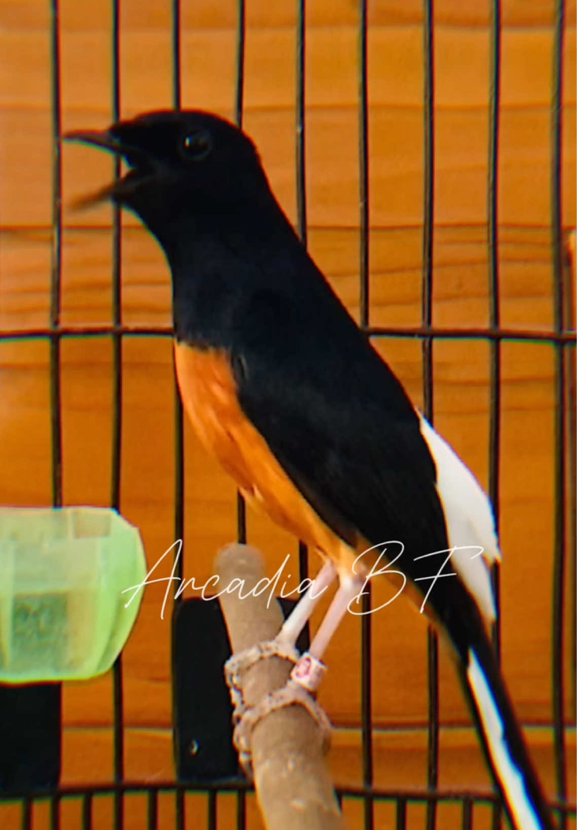 Pastol 10 bulan Rosemarry Jr ring Arcadia BF 🫶🏻 . . . #fyp #fypage #fypp #murai #muraibatu #kicaumania #kicaumaniaindonesia #burung #bird #muraibatumedan 