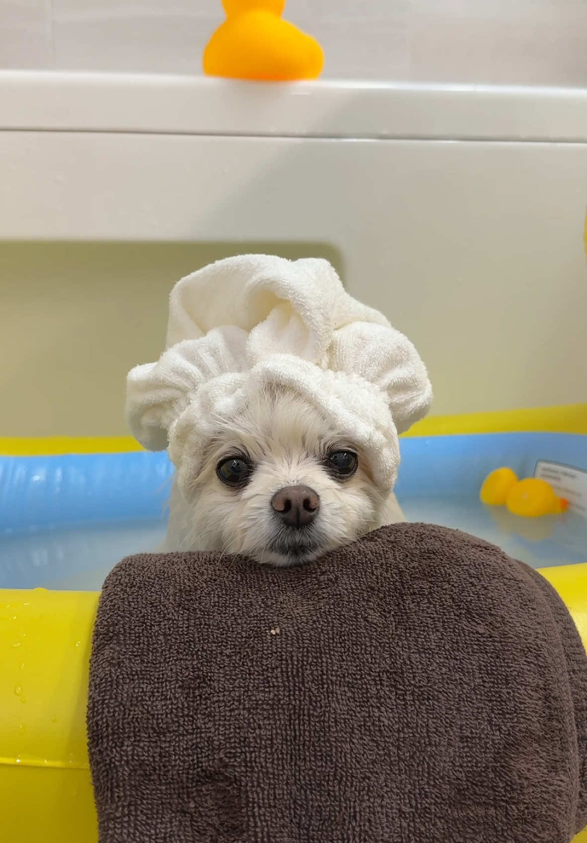 포메라니안 빨래하는 날🐣🧼Fluffy Pomeranian Spa Day: Bath Time with Duck Friends 🐾🛁✨#dogbath#dogspa#강아지목욕 