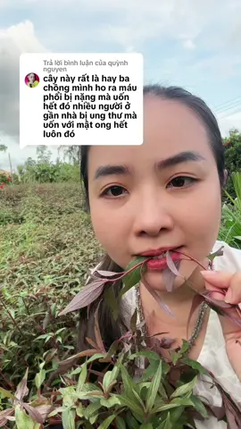 Trả lời @quỳnh nguyen Nhiều người ở gần nhà mình bị ung phổi uống cây này mà hết luôn đó. #baithuochaymoingay #viemphoi #laophoi 