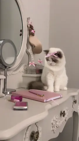 the sweetest 🤍  #ragdoll #catsoftiktok #coquette #pinkaesthetic #ragdollkitten #girly #coquetteaesthetic #kittensoftiktok #vanity #cutekitten #pinkpilatesprincess 