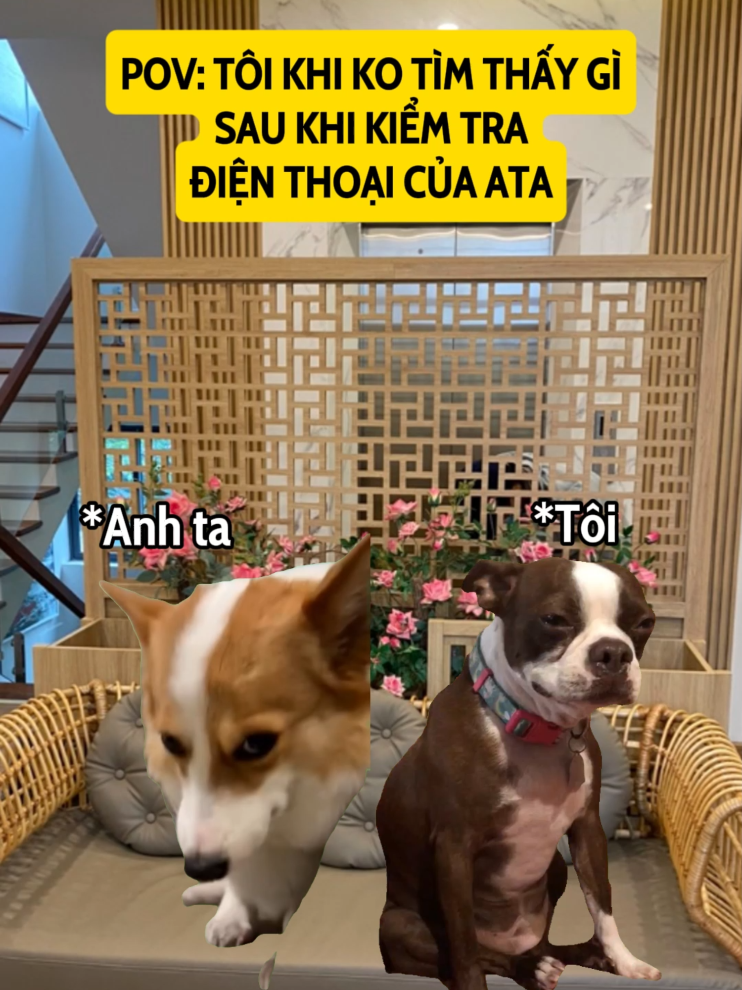 Có giấu j eim hông... #pov #couple #catsoftiktok #fyppppppppppppppppppppppp #dogmeme