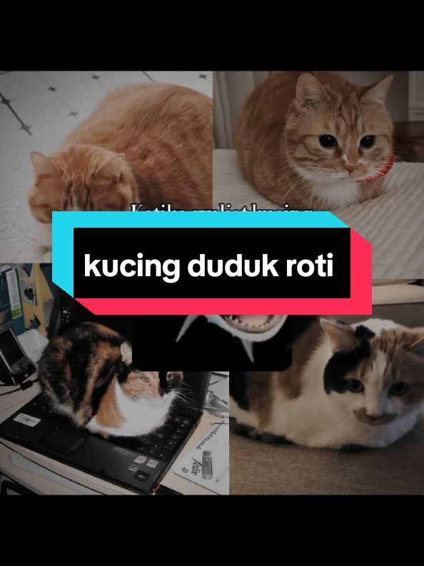 Ril sih wkwk #kucing #fyp #fypageシ #4u #viral #2024 #edit #foryoupage #janganlupamewing🤫🧏‍♂️ 