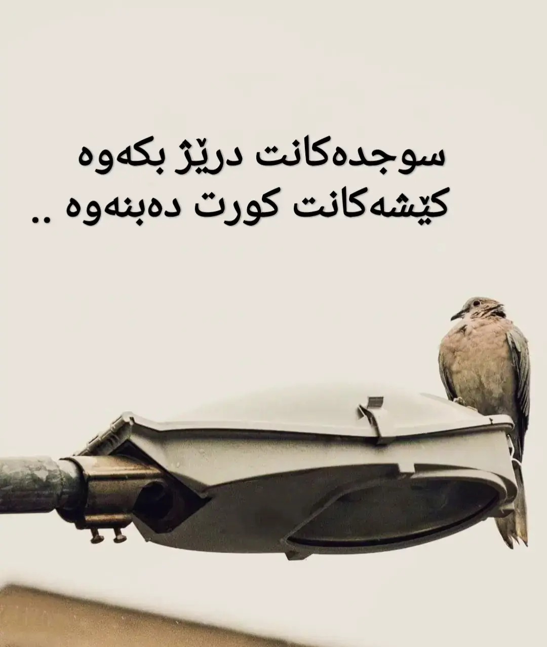 #کورد #کوردستان #سلێمانی #هەولێر #دهۆک #کەرکوک #tiktok 